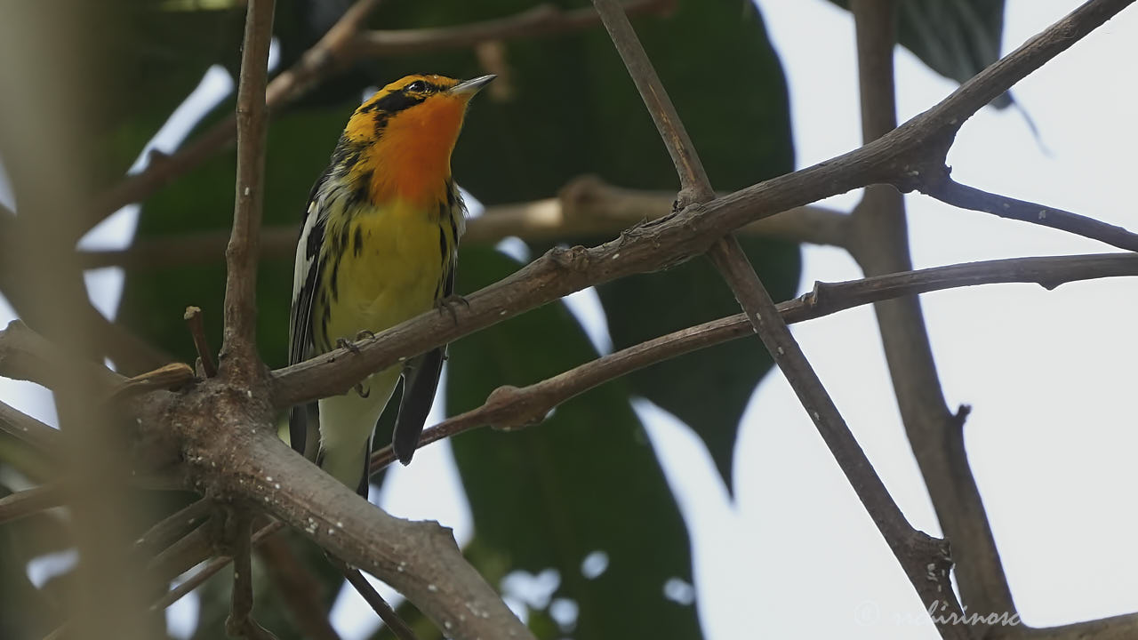 Blackburnian warbler