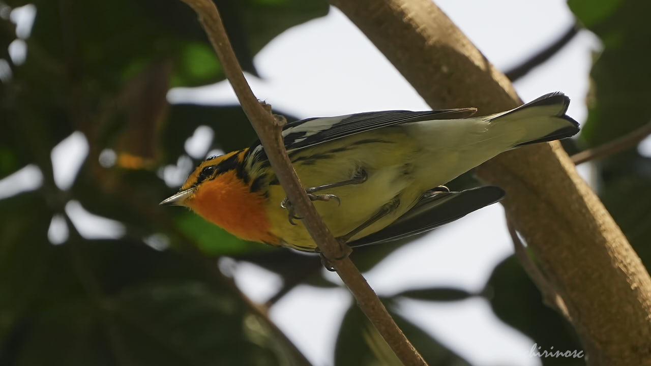 Blackburnian warbler