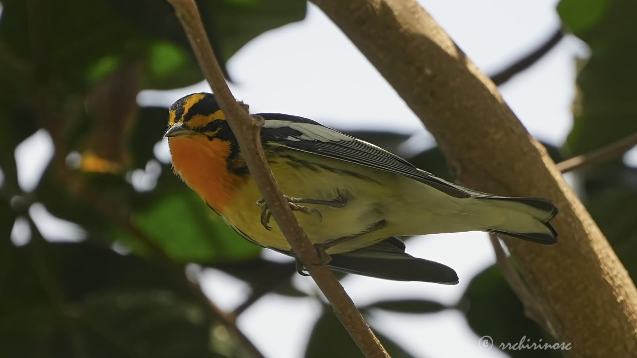 Blackburnian warbler