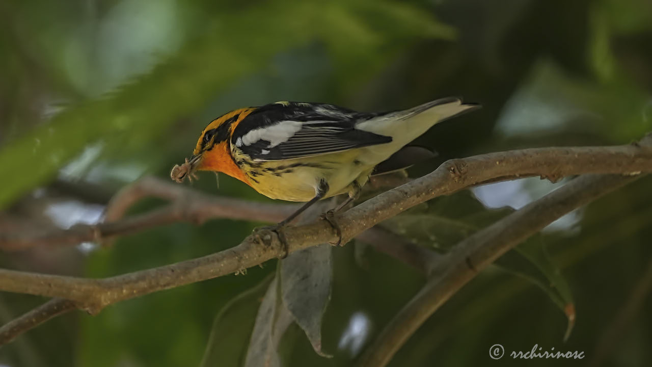 Blackburnian warbler