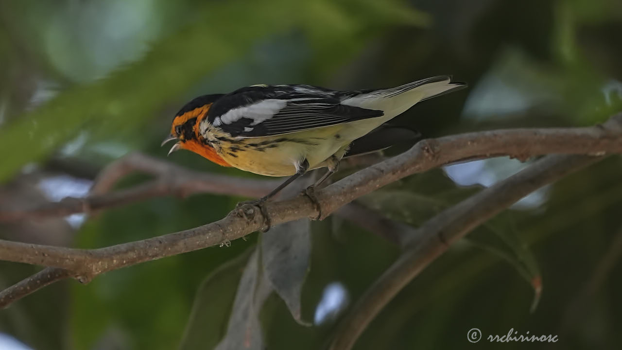 Blackburnian warbler