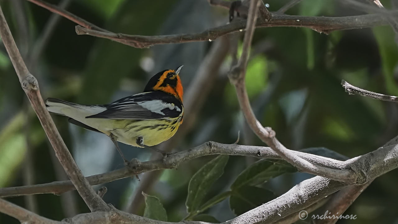 Blackburnian warbler