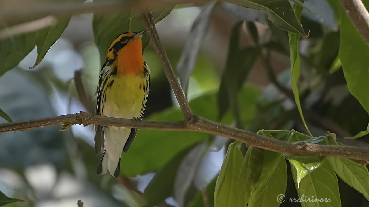 Blackburnian warbler