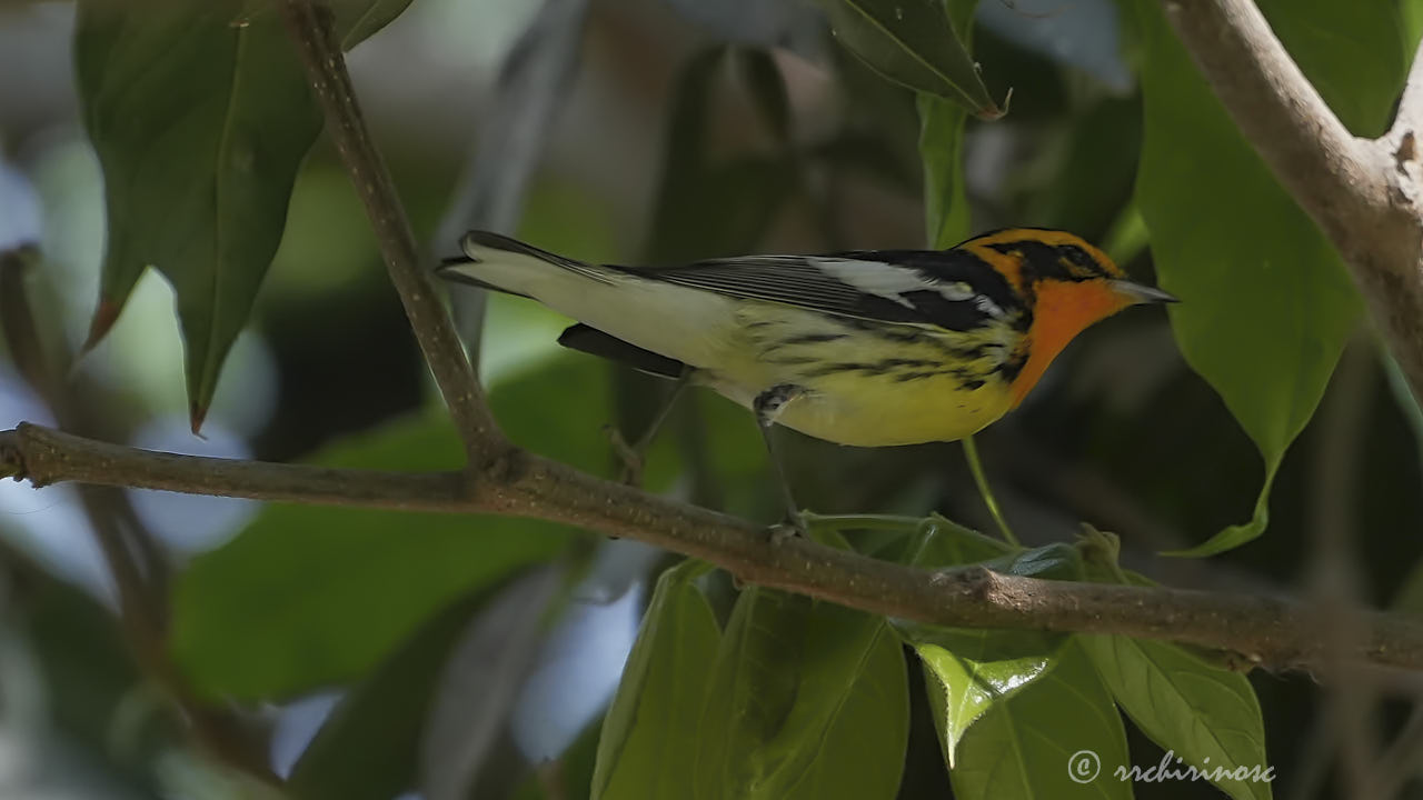 Blackburnian warbler