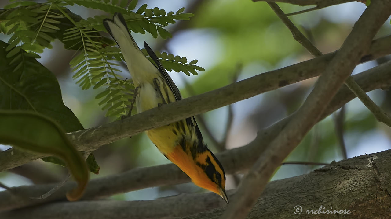 Blackburnian warbler