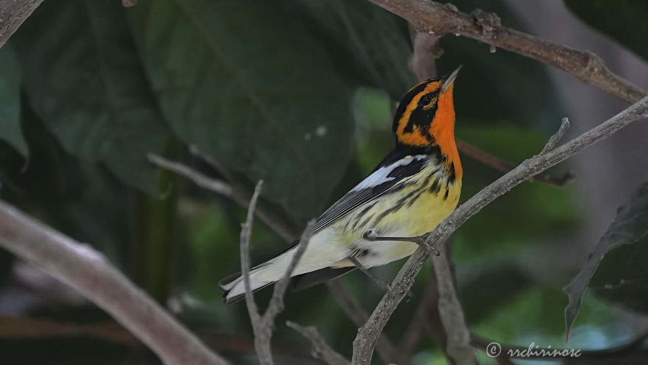 Blackburnian warbler