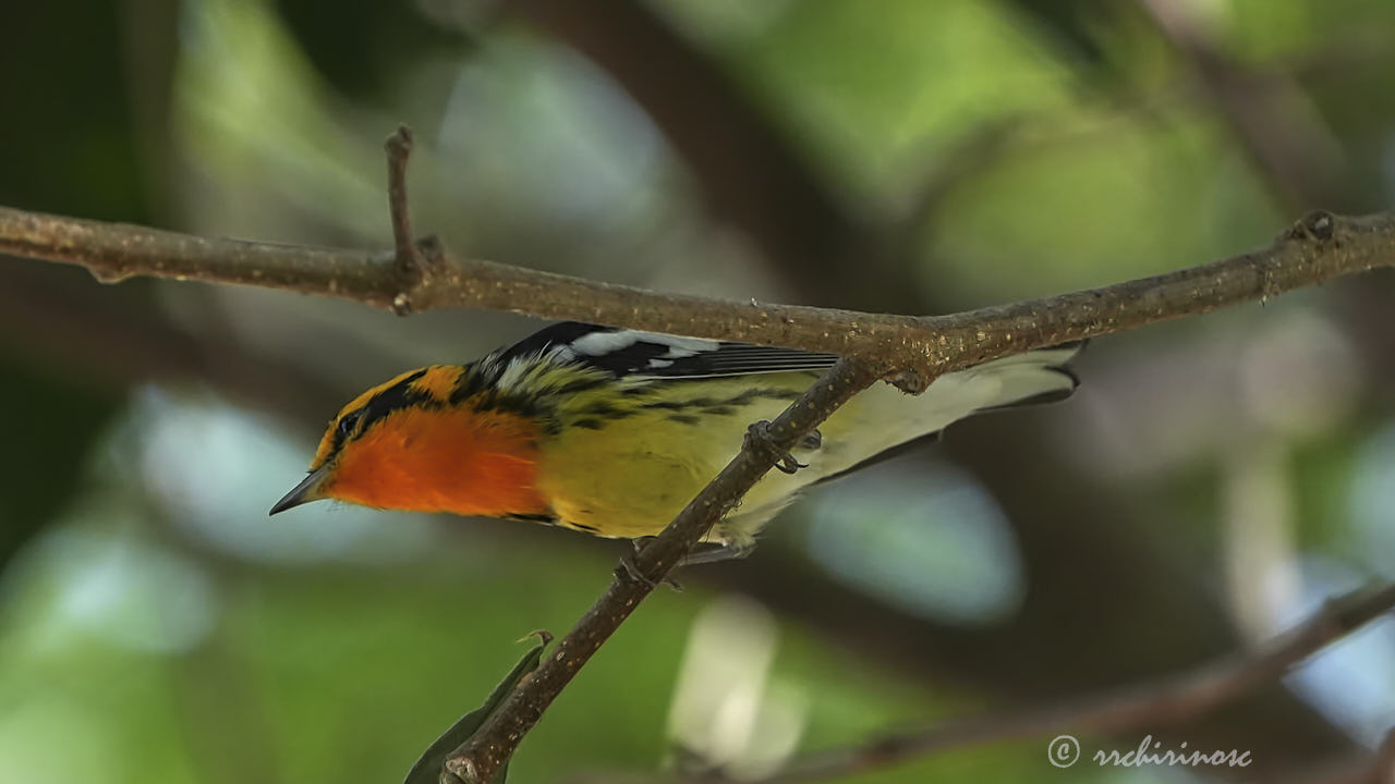 Blackburnian warbler