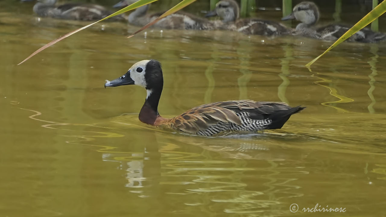 White-faced whistling duck