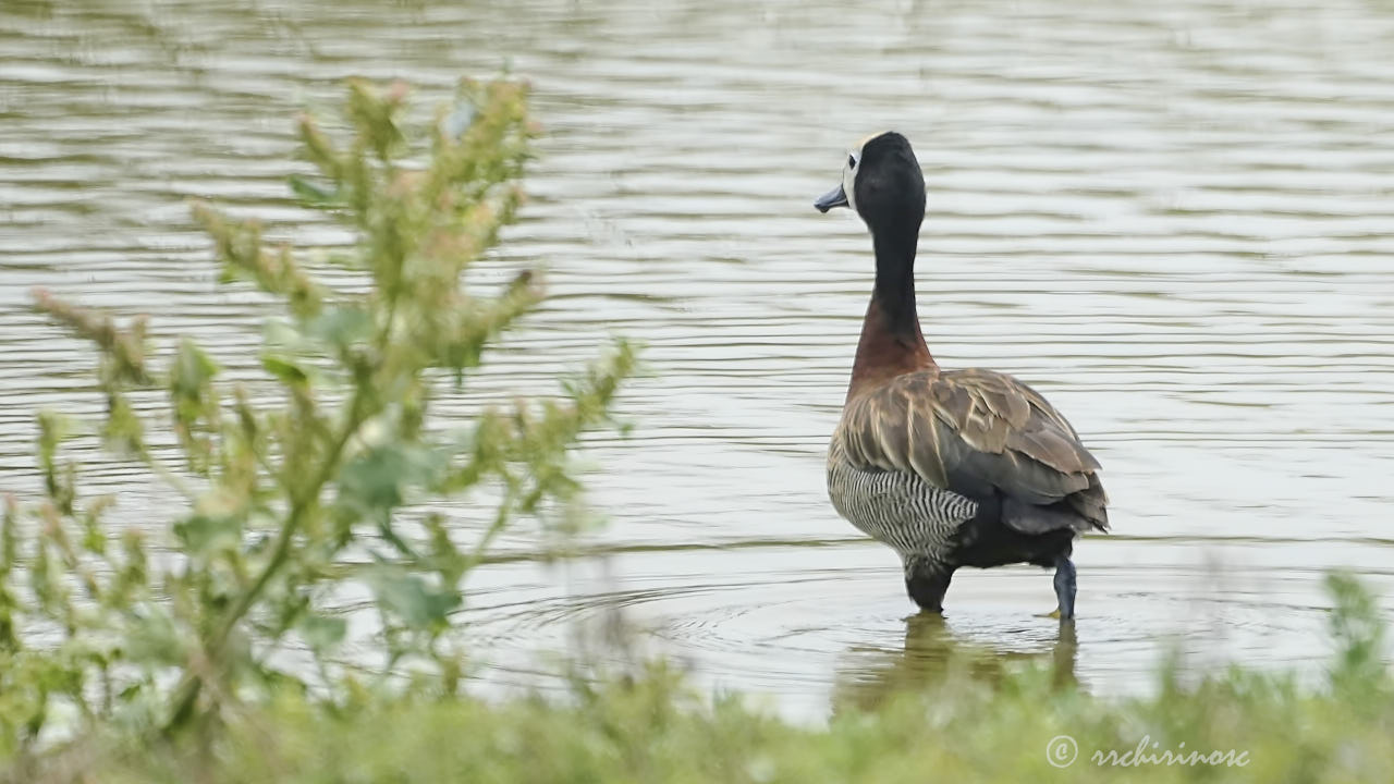 White-faced whistling duck