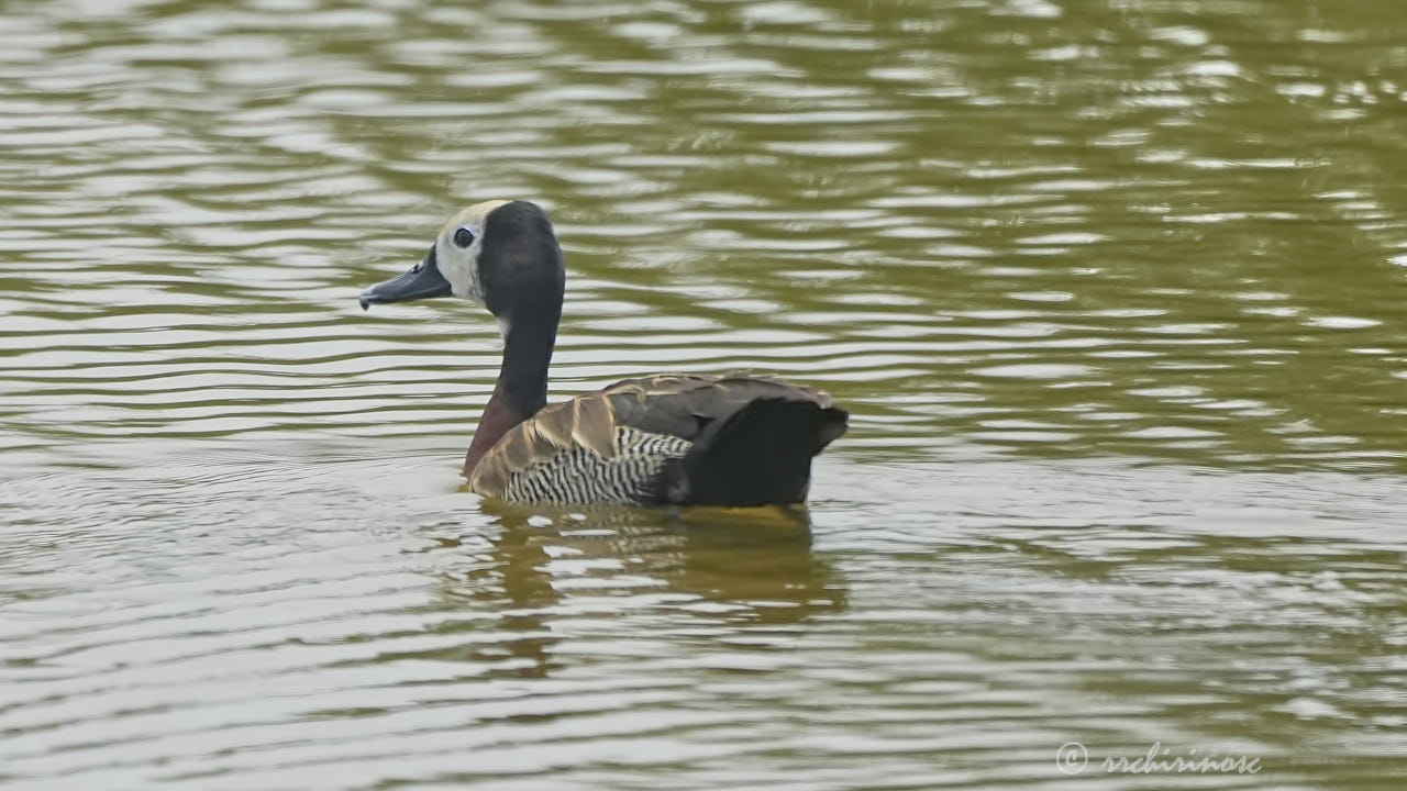 White-faced whistling duck