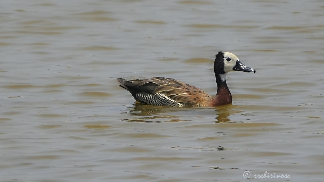 White-faced whistling duck