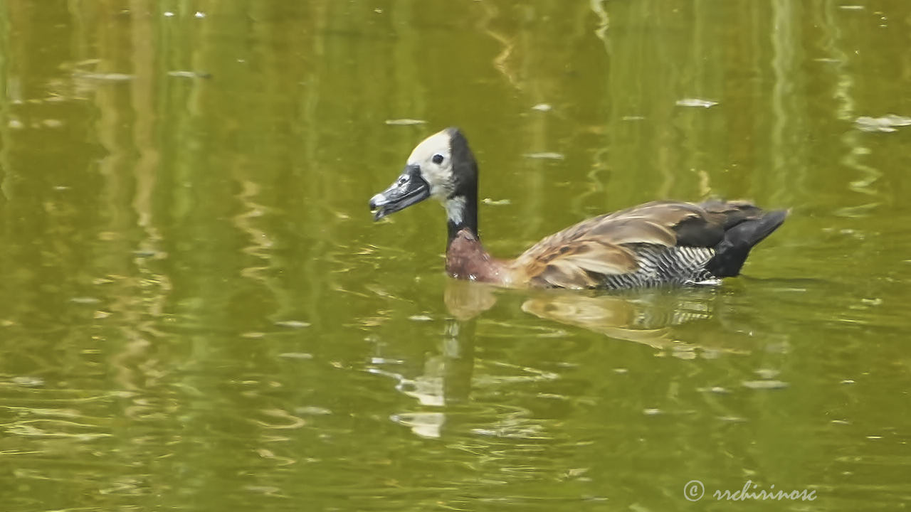 White-faced whistling duck