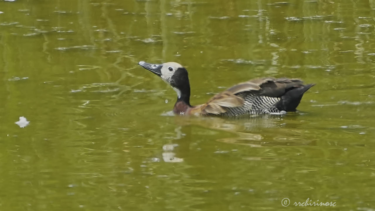 White-faced whistling duck