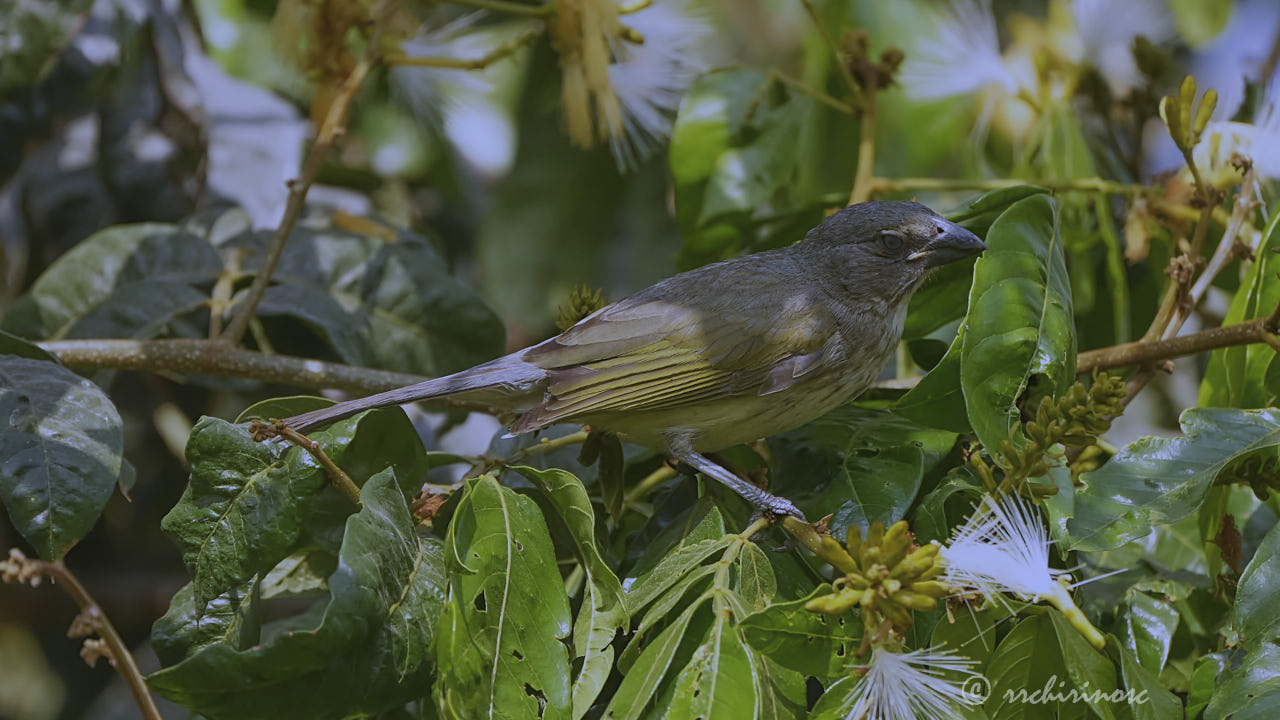 Streaked saltator