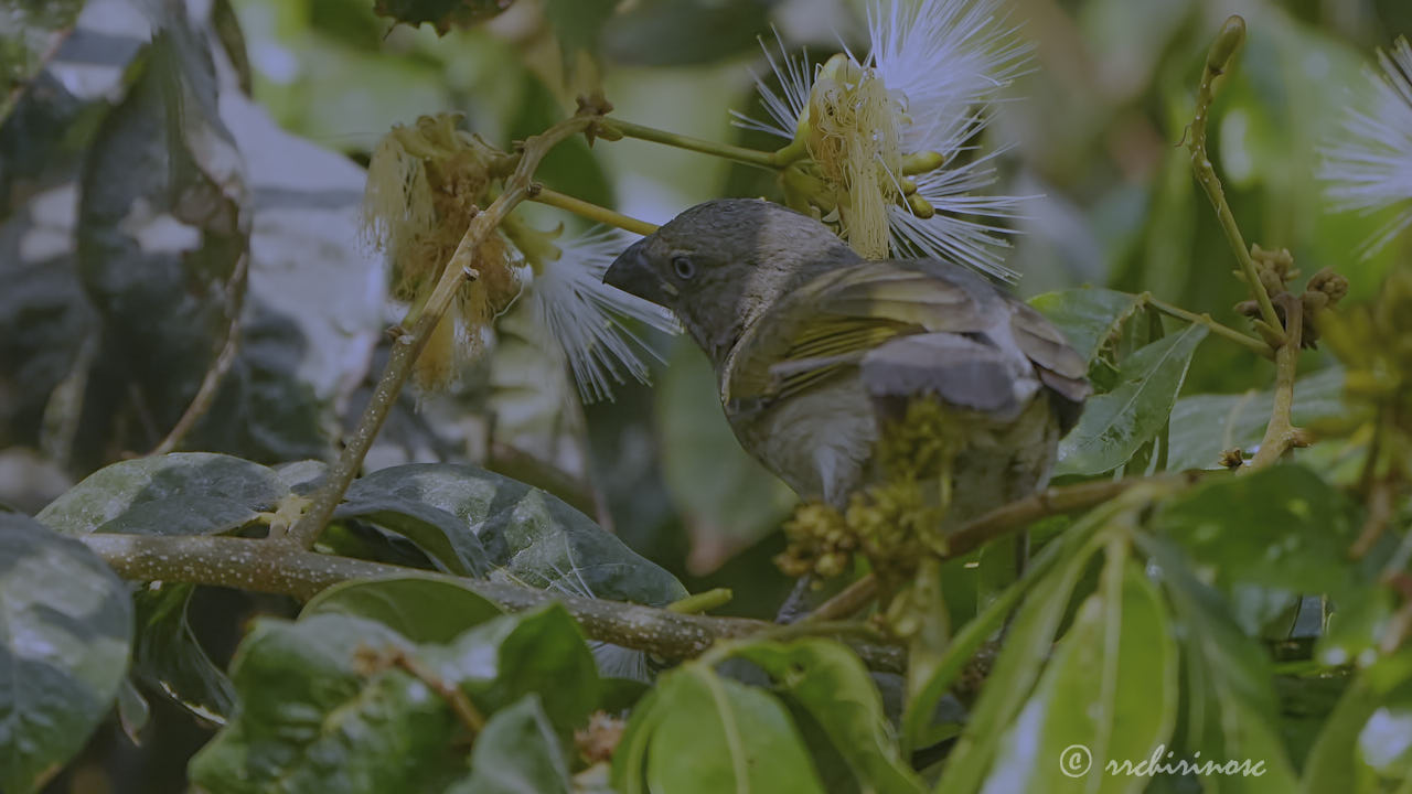 Streaked saltator