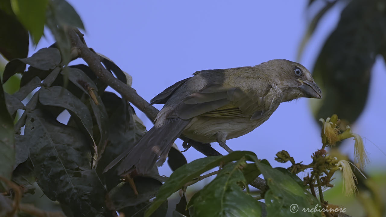 Streaked saltator