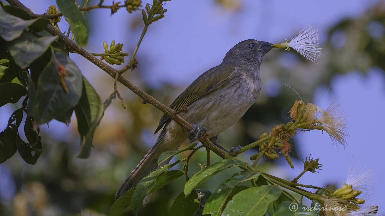 Streaked saltator