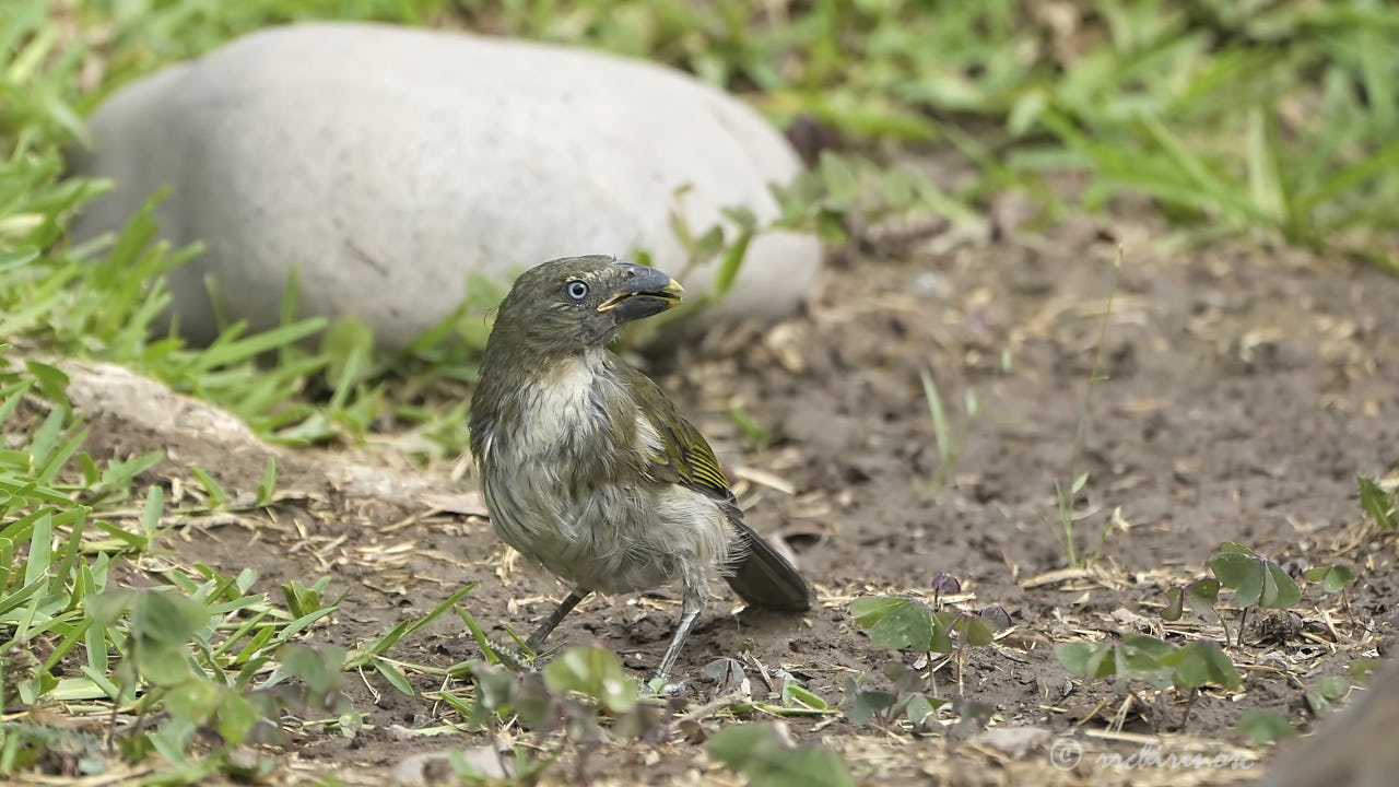 Streaked saltator