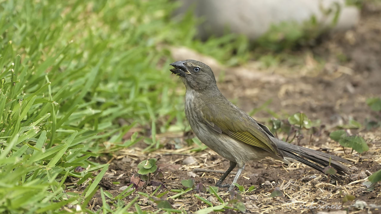 Streaked saltator