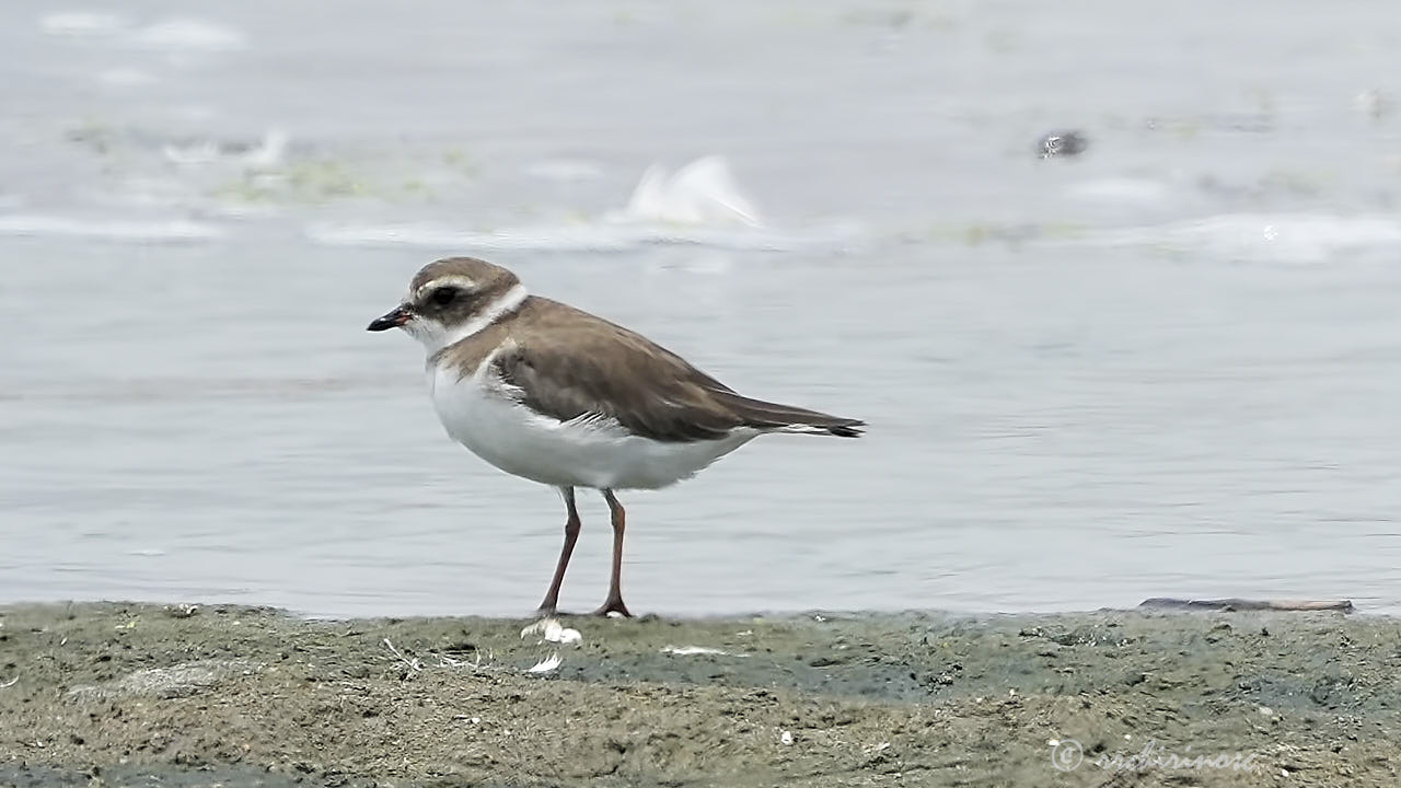 Semipalmated plover