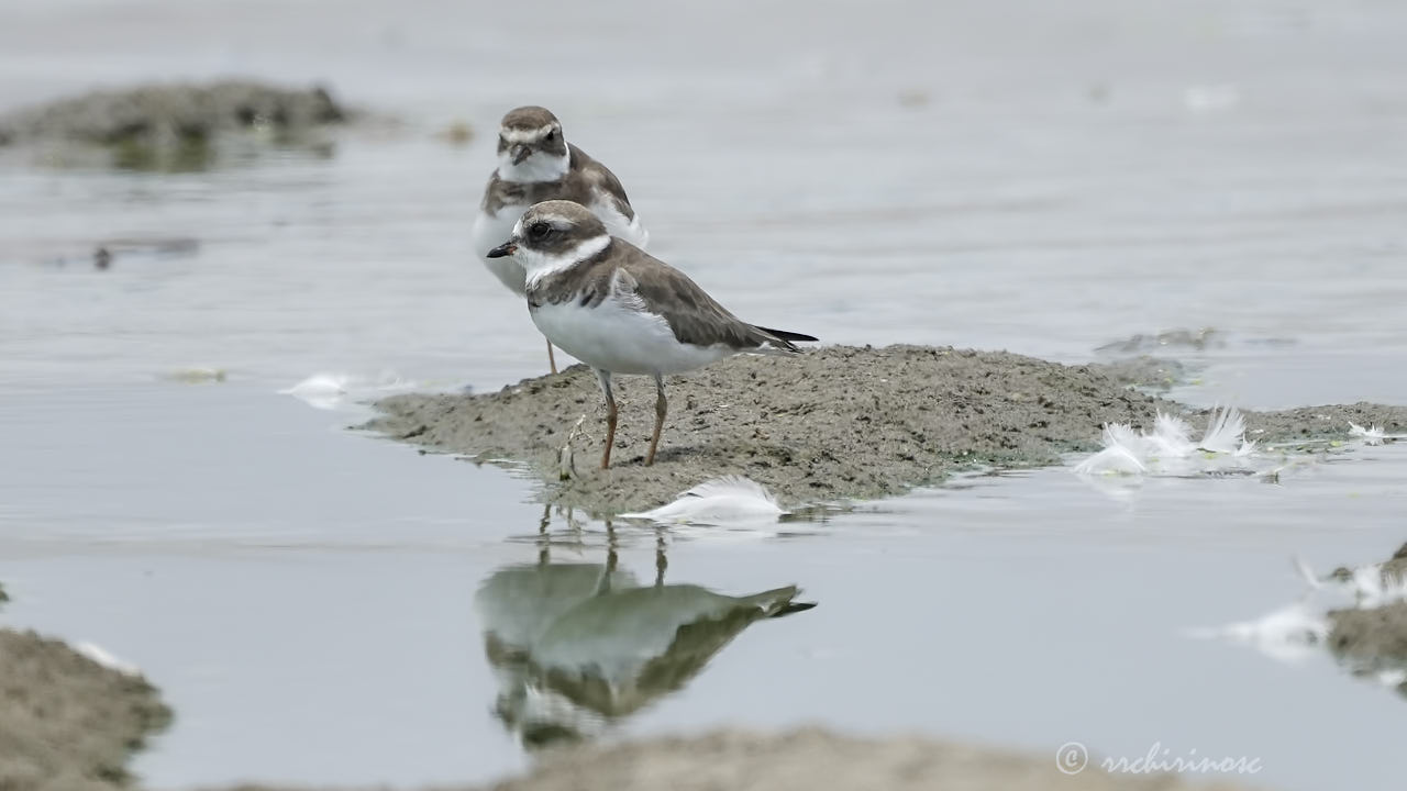 Semipalmated plover