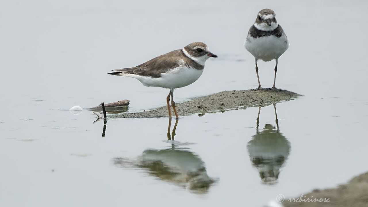 Semipalmated plover