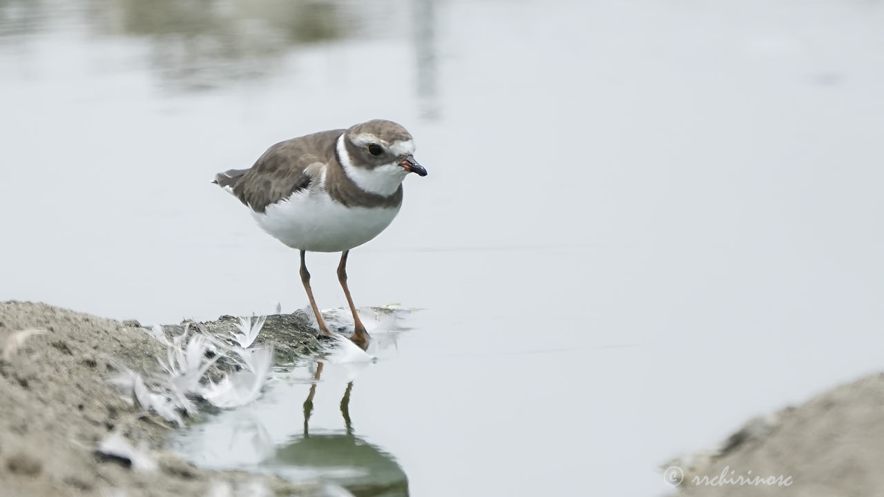 Semipalmated plover