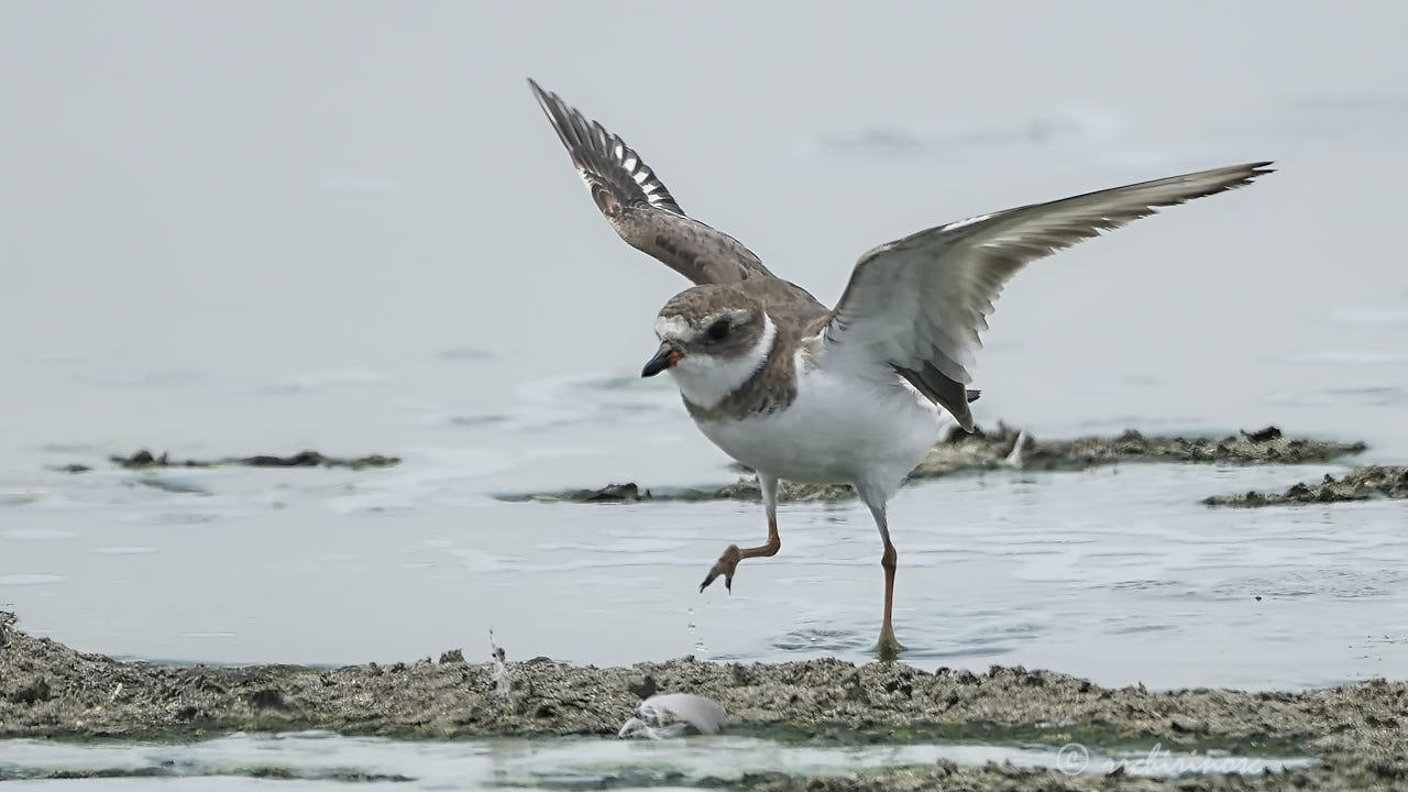 Semipalmated plover