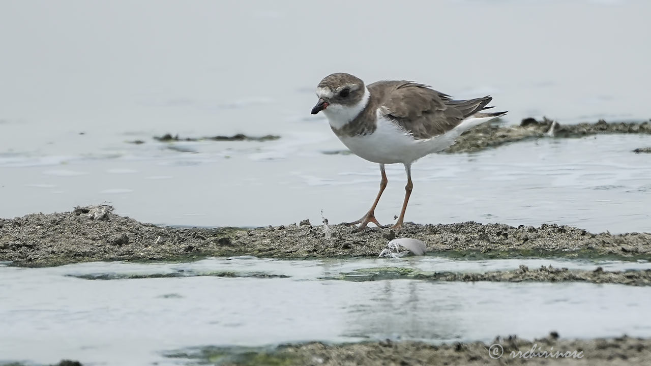 Semipalmated plover