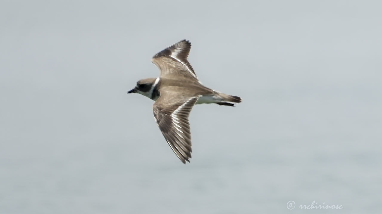 Semipalmated plover