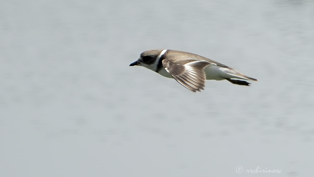 Semipalmated plover