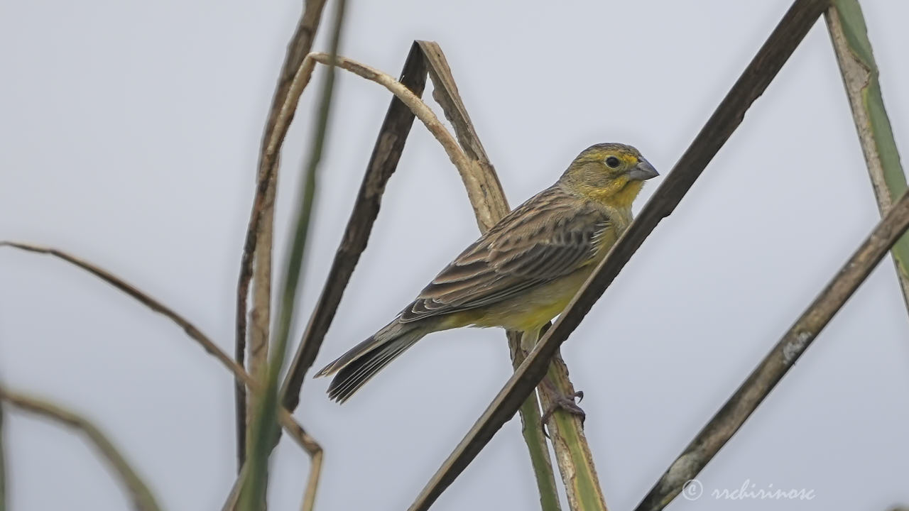 Grassland yellow-finch