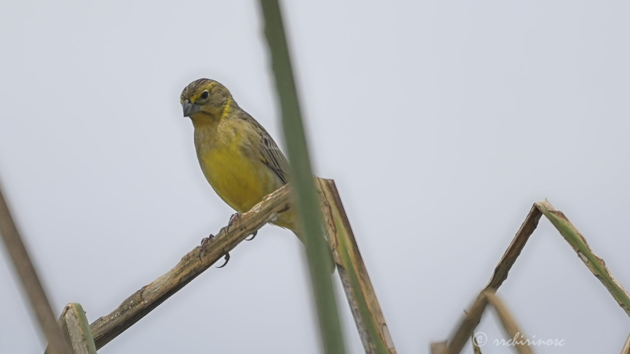 Grassland yellow-finch