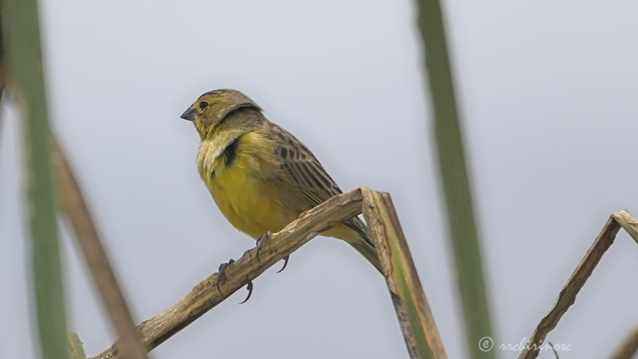 Grassland yellow-finch