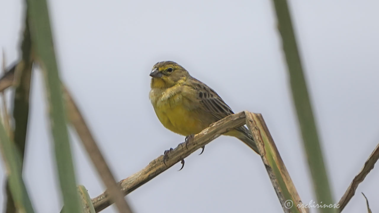 Grassland yellow-finch