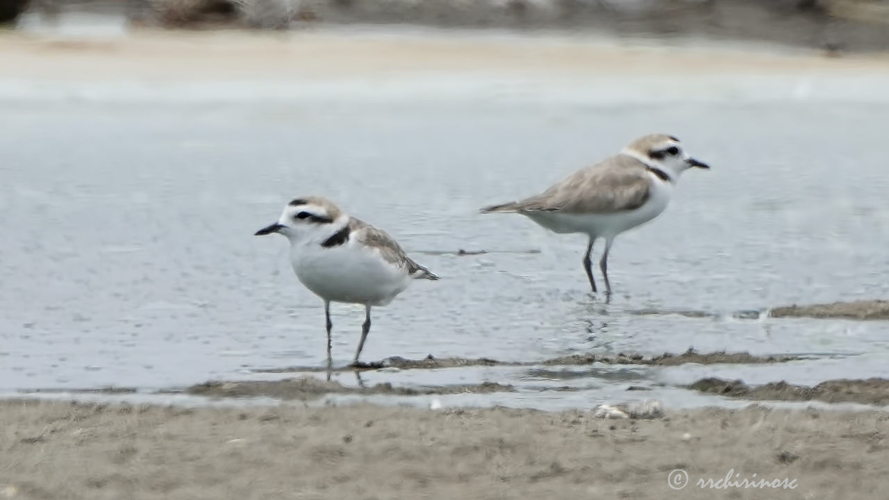 Snowy plover