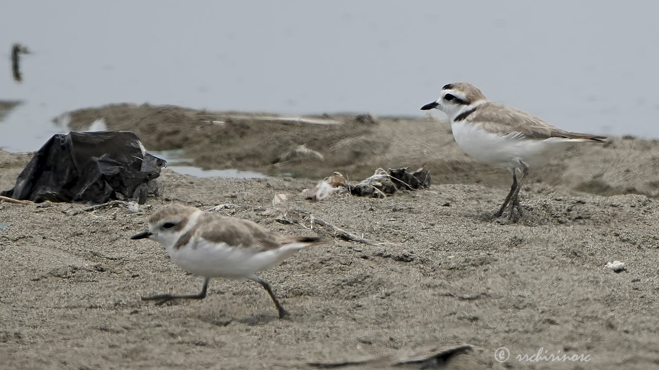 Snowy plover