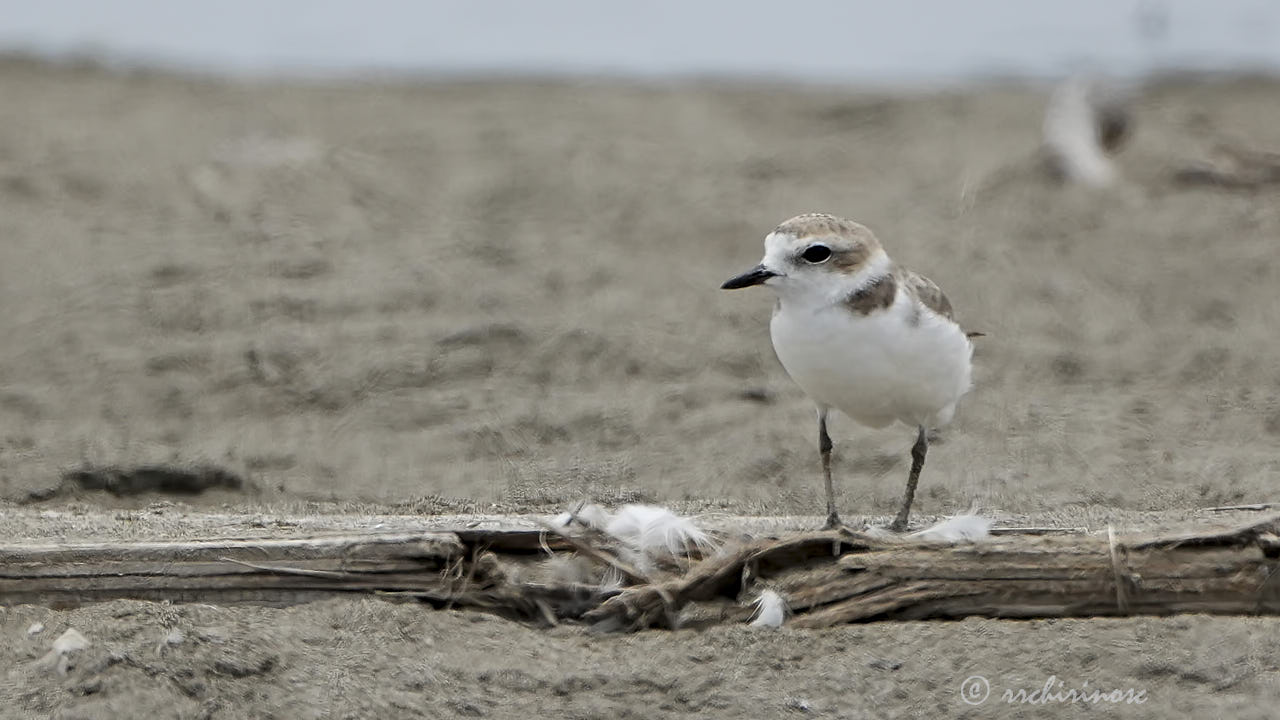 Snowy plover