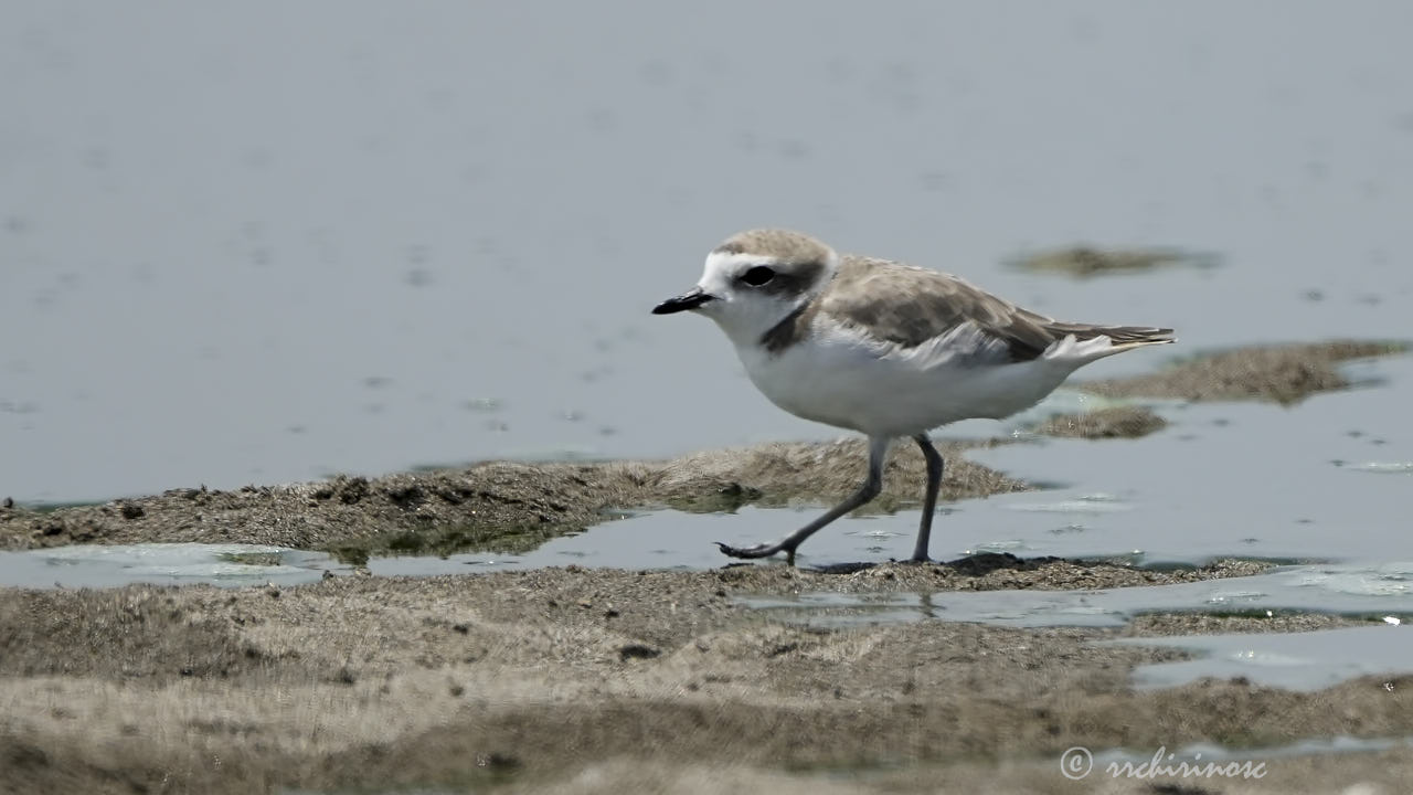 Snowy plover