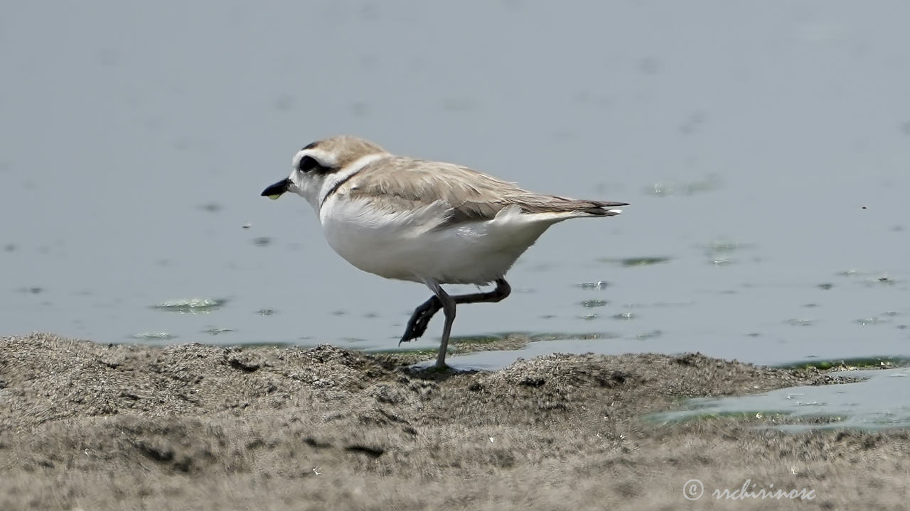 Snowy plover