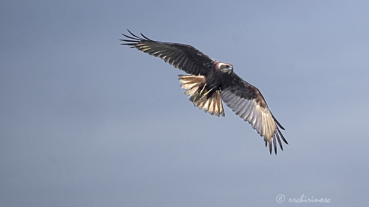 Western marsh harrier