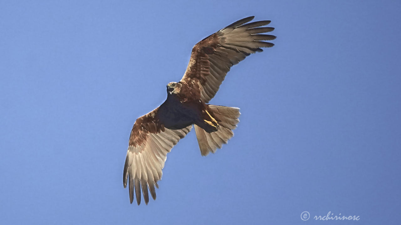 Western marsh harrier