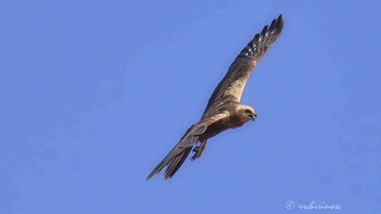 Western marsh harrier