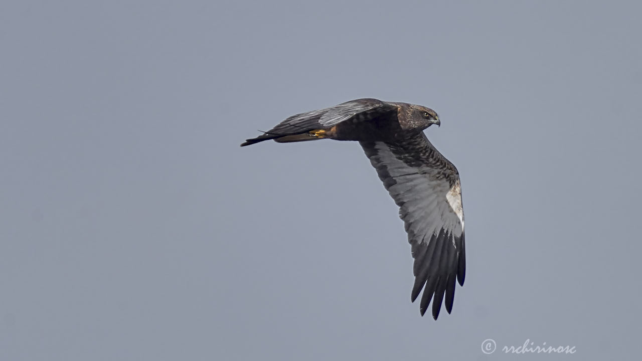 Western marsh harrier