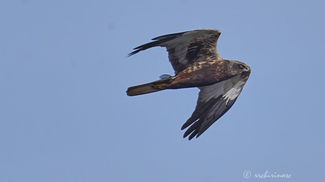 Western marsh harrier