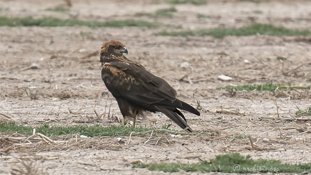 Western marsh harrier