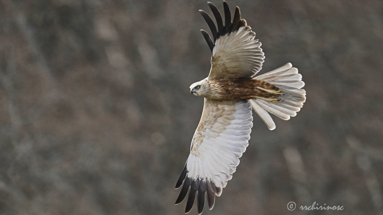 Western marsh harrier