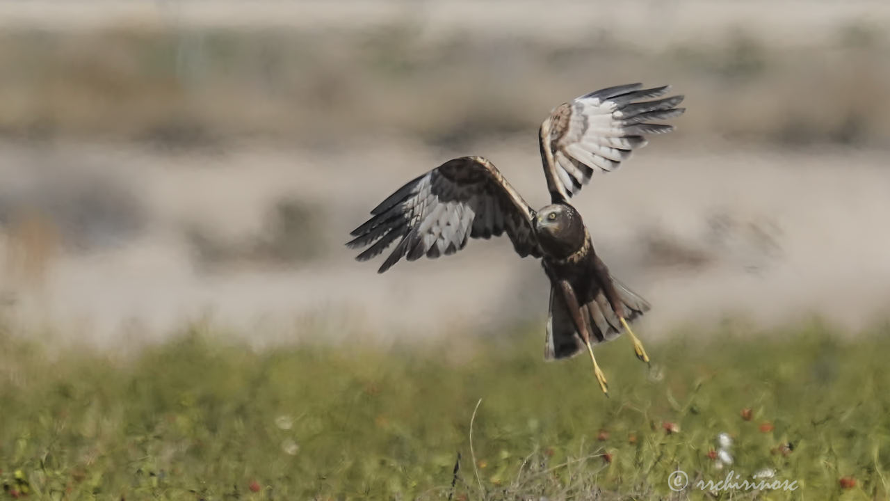 Western marsh harrier