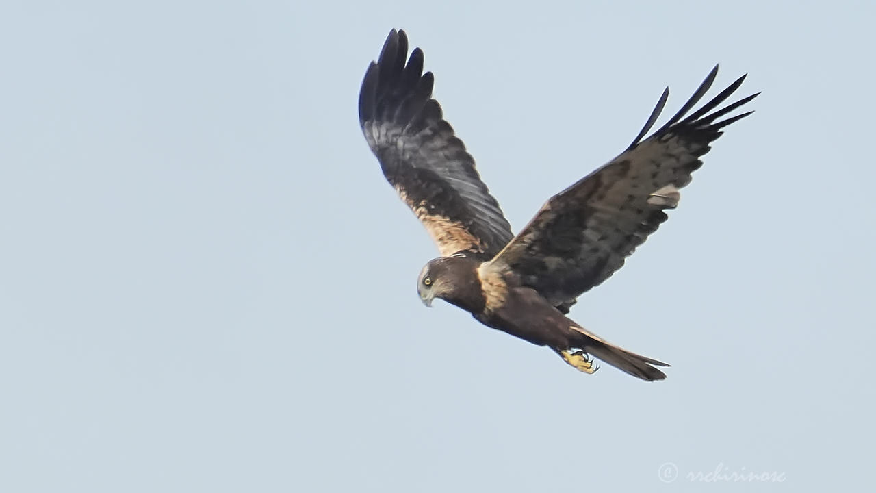 Western marsh harrier