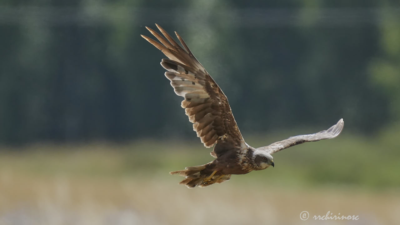 Western marsh harrier